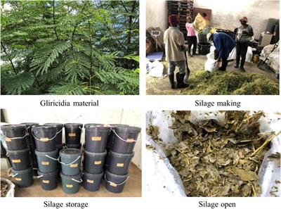 Microbial Co-occurrence Network and Fermentation Information of Natural Woody-Plant Silage Prepared With Grass and Crop By-Product in Southern Africa